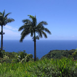 Hawaii Honeymoon - Day 4 & 5 - Maui